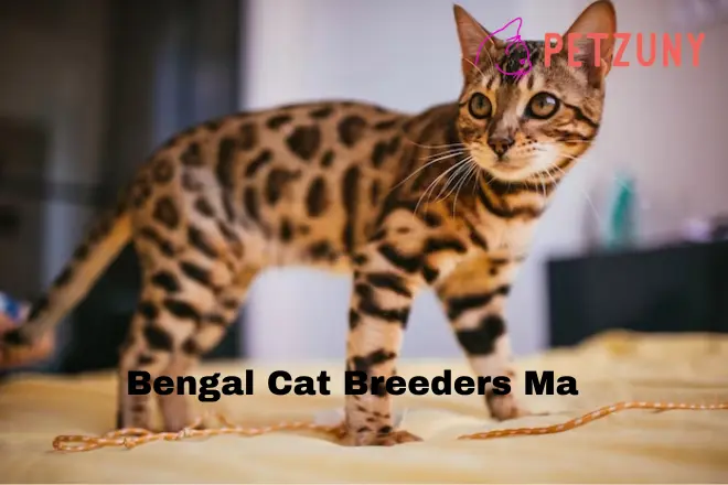 Bengal Cat Breeders Ma