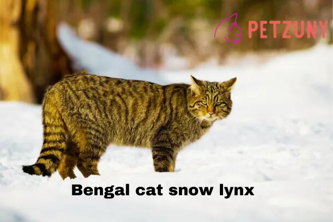 Bengal cat snow lynx