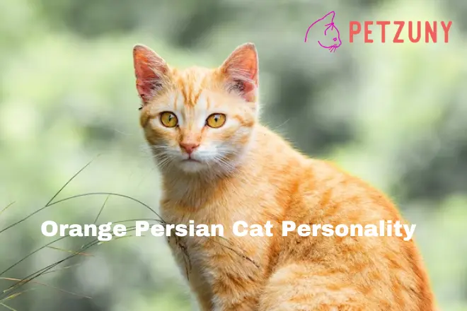Orange Persian Cat Personality