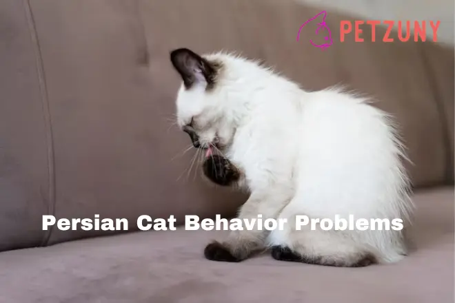 Persian Cat Behavior Problems