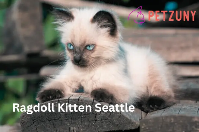 Ragdoll Kitten Seattle