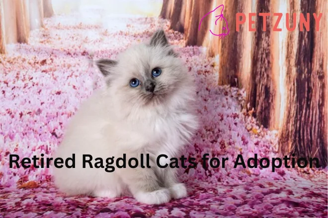 Retired Ragdoll Cats for Adoption