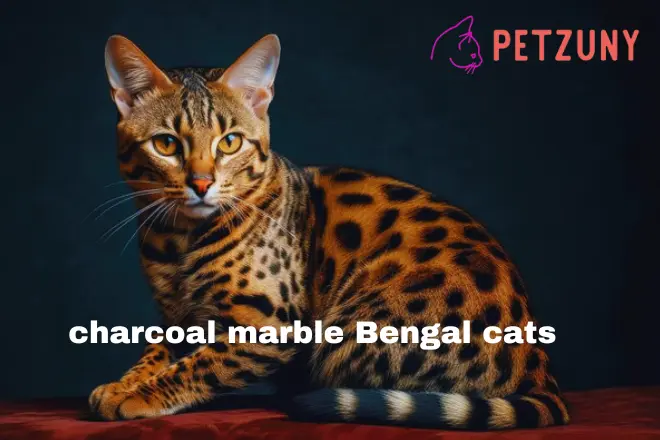 charcoal marble Bengal cats