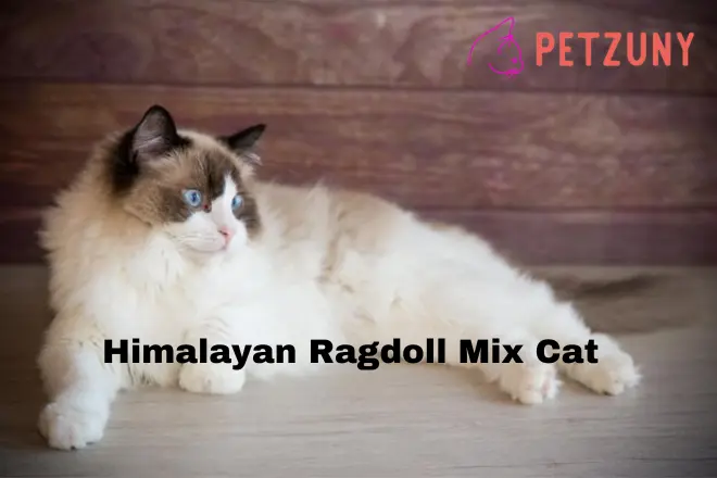 Himalayan Ragdoll Mix Cat