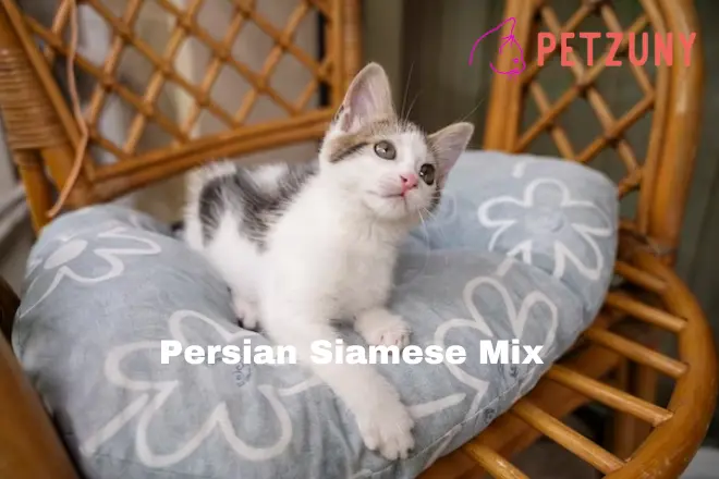 Persian Siamese Mix