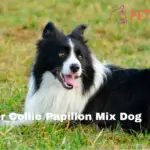 Border Collie Papillon Mix Dog