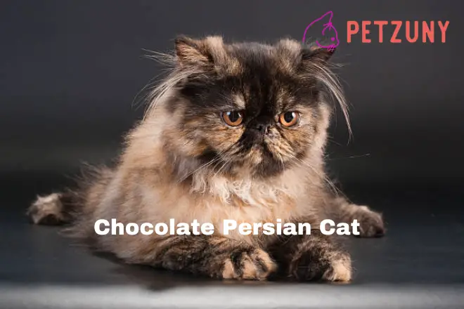 Chocolate Persian Cat