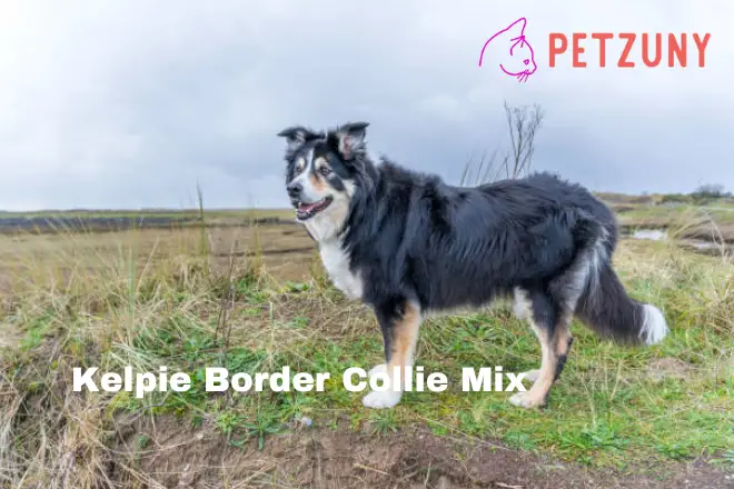 Kelpie Border Collie Mix