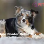 Kelpie Border Collie Mix