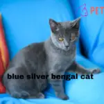 blue silver bengal cat