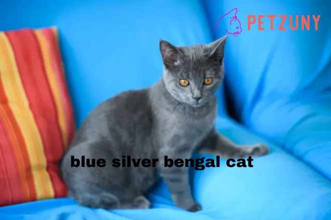 blue silver bengal cat