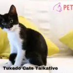 Are Tuxedo Cats Talkative