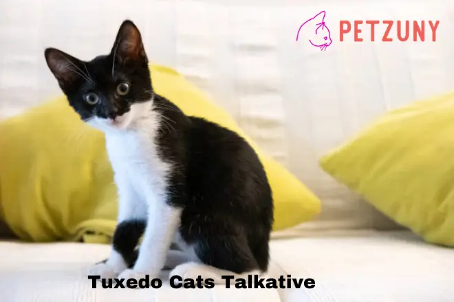 Are Tuxedo Cats Talkative