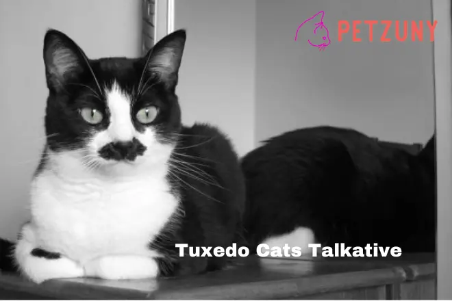 Tuxedo Cats Talkative
